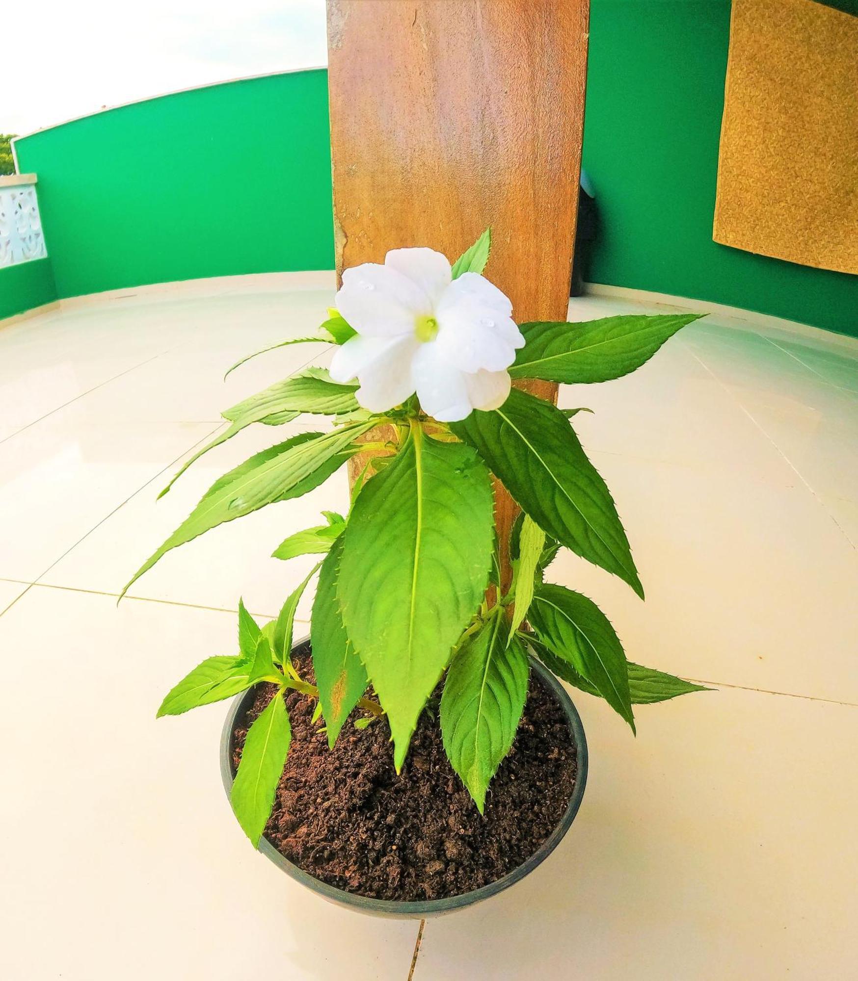 Praieira Hostel&Pousada イタカレ エクステリア 写真